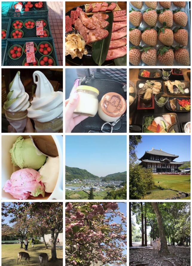 不负春色不负花—城茗国际日本樱花之旅